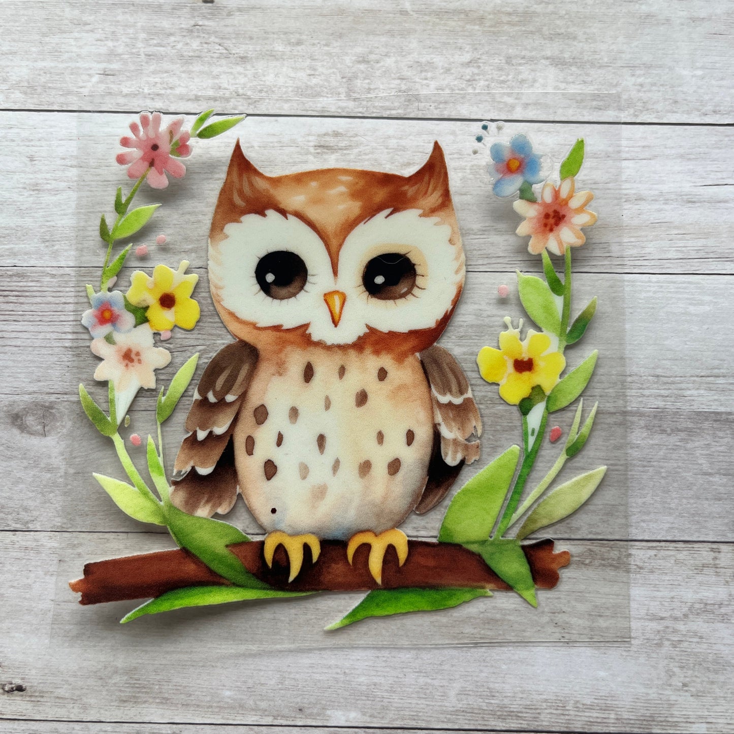 Cute Owl