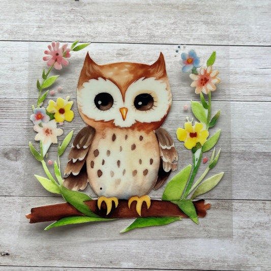 Cute Owl
