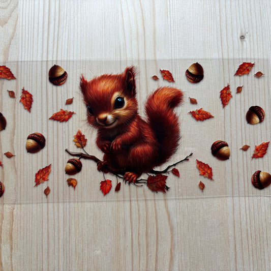 Cute Squirell